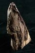 Petrified Wood Free-Standing Sculpture #6306-5
